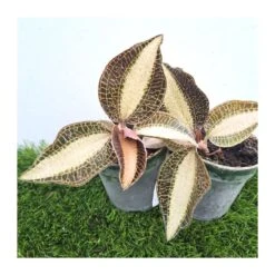 Orquídea Macodes Petola -Suministros De Jardineria Ventas 2024 orquidea macodes petola 4