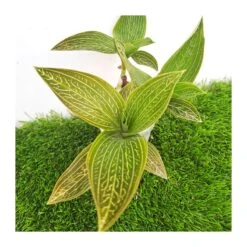 Orquídea Macodes Petola -Suministros De Jardineria Ventas 2024 orquidea macodes petola 5