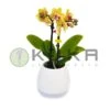 Orquídea Natural Con Música -Suministros De Jardineria Ventas 2024 orquidea natural con musical