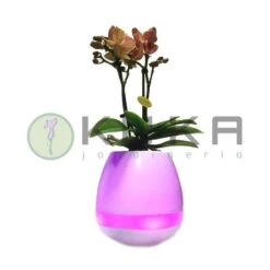 Orquídea Natural Con Música -Suministros De Jardineria Ventas 2024 orquidea natural con musical 2