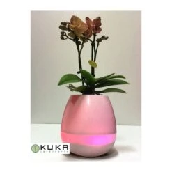 Orquídea Natural Con Música -Suministros De Jardineria Ventas 2024 orquidea natural con musical 3