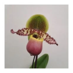 Orquídea Paphiopedilum Pinocchio -Suministros De Jardineria Ventas 2024 orquidea paphiopedilum pinocchio 1