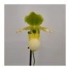 Orquídea Paphiopedilum Pinocchio 2 Orquídea Paphiopedilum Pinocchio -Suministros De Jardineria Ventas 2024 orquidea paphiopedilum pinocchio