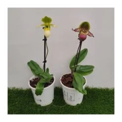 Orquídea Paphiopedilum Pinocchio -Suministros De Jardineria Ventas 2024 orquidea paphiopedilum pinocchio 2