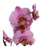 Orquidea Phalaenopsis -Suministros De Jardineria Ventas 2024 orquidea phalaenopsis