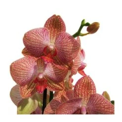 Orquidea Phalaenopsis 10 Orquidea Phalaenopsis -Suministros De Jardineria Ventas 2024 orquidea phalaenopsis 2