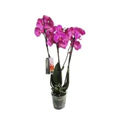 Orquidea Phalaenopsis 11 Orquidea Phalaenopsis -Suministros De Jardineria Ventas 2024 orquidea phalaenopsis 3