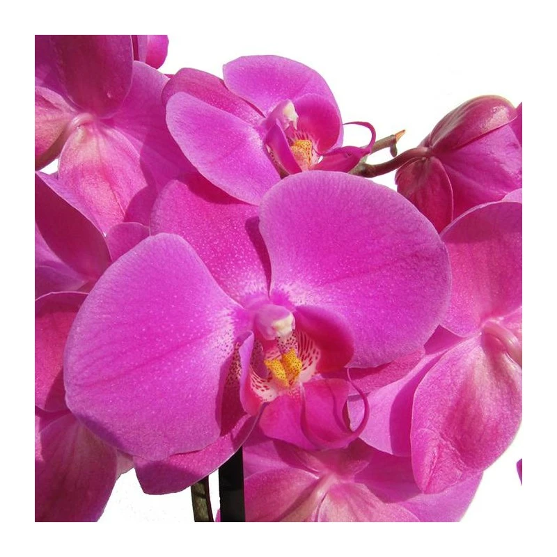 Orquidea Phalaenopsis 7 Orquidea Phalaenopsis - Imagen 5