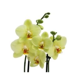 Orquidea Phalaenopsis 13 Orquidea Phalaenopsis -Suministros De Jardineria Ventas 2024 orquidea phalaenopsis 5