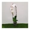 Orquídea Phalaenopsis Blanca Cascada Sin Flor COMPRA 2 Y PAGA 1 -Suministros De Jardineria Ventas 2024 orquidea phalaenopsis blanca espiral