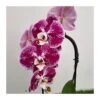 Orquídea Phalaenopsis Cascada Sin Flor COMPRA 2 Y PAGA 1 -Suministros De Jardineria Ventas 2024 orquidea phalaenopsis blanca espiral 2