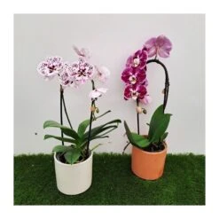 Orquídea Phalaenopsis Cascada Sin Flor COMPRA 2 Y PAGA 1 -Suministros De Jardineria Ventas 2024 orquidea phalaenopsis blanca espiral 3