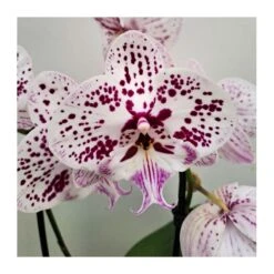 Orquídea Phalaenopsis Cascada Sin Flor COMPRA 2 Y PAGA 1 -Suministros De Jardineria Ventas 2024 orquidea phalaenopsis blanca espiral 4