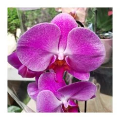 Orquídea Phalaenopsis Cascada Sin Flor COMPRA 2 Y PAGA 1 -Suministros De Jardineria Ventas 2024 orquidea phalaenopsis blanca espiral 5