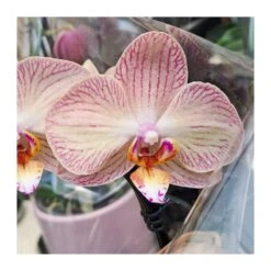 Orquídea Phalaenopsis Cascada Sin Flor COMPRA 2 Y PAGA 1 -Suministros De Jardineria Ventas 2024 orquidea phalaenopsis blanca espiral 6