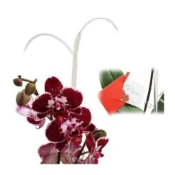 Orquídea Phalaenopsis+ Tutor+ Tarjeta Con Mensaje. -Suministros De Jardineria Ventas 2024 orquidea phalaenopsis dos varas tutor tarjeta con mensaje 2