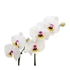 Orquídea Phalaenopsis+ Tutor+ Tarjeta Con Mensaje. -Suministros De Jardineria Ventas 2024 orquidea phalaenopsis dos varas tutor tarjeta con mensaje 3