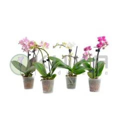 Orquidea Phalaenopsis Mini Kokedama Sin Flor COMPRA 2 Y PAGA 1 -Suministros De Jardineria Ventas 2024 orquidea phalaenopsis mini kokedama 1