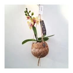 Orquidea Phalaenopsis Mini Kokedama Sin Flor COMPRA 2 Y PAGA 1 -Suministros De Jardineria Ventas 2024 orquidea phalaenopsis mini kokedama 2