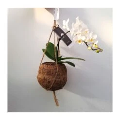 Orquidea Phalaenopsis Mini Kokedama Sin Flor COMPRA 2 Y PAGA 1 -Suministros De Jardineria Ventas 2024 orquidea phalaenopsis mini kokedama 3