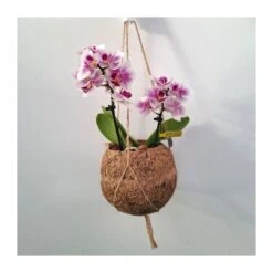 Orquidea Phalaenopsis Mini Kokedama Sin Flor COMPRA 2 Y PAGA 1 -Suministros De Jardineria Ventas 2024 orquidea phalaenopsis mini kokedama 4