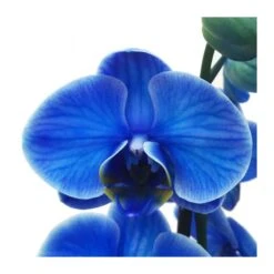 Orquídea Phalaenopsis Royal Blue -Suministros De Jardineria Ventas 2024 orquidea phalaenopsis royal blue 1