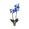 Orquídea Phalaenopsis Royal Blue 2 Orquídea Phalaenopsis Royal Blue -Suministros De Jardineria Ventas 2024 orquidea phalaenopsis royal blue