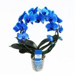 Orquídea Phalaenopsis Royal Blue -Suministros De Jardineria Ventas 2024 orquidea phalaenopsis royal blue 2