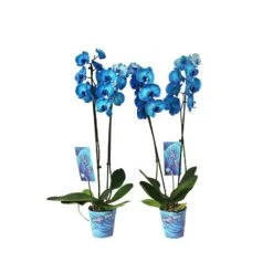 Orquídea Phalaenopsis Royal Blue -Suministros De Jardineria Ventas 2024 orquidea phalaenopsis royal blue 3