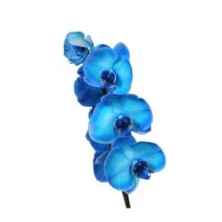 Orquídea Phalaenopsis Royal Blue -Suministros De Jardineria Ventas 2024 orquidea phalaenopsis royal blue 4