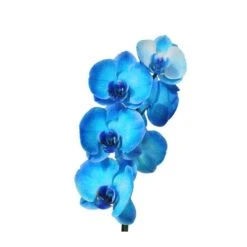Orquídea Phalaenopsis Royal Blue -Suministros De Jardineria Ventas 2024 orquidea phalaenopsis royal blue 5