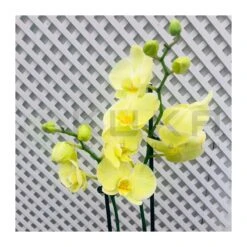 Orquidea Phalaenopsis Royal Yellow -Suministros De Jardineria Ventas 2024 orquidea phalaenopsis royal orange 1