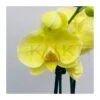 Orquidea Phalaenopsis Royal Yellow 1 Orquidea Phalaenopsis Royal Yellow -Suministros De Jardineria Ventas 2024 orquidea phalaenopsis royal orange