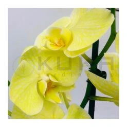 Orquidea Phalaenopsis Royal Yellow -Suministros De Jardineria Ventas 2024 orquidea phalaenopsis royal orange 2