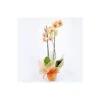 Orquidea Phalaenopsis Royal Orange -Suministros De Jardineria Ventas 2024 orquidea phalaenopsis royal orange 4