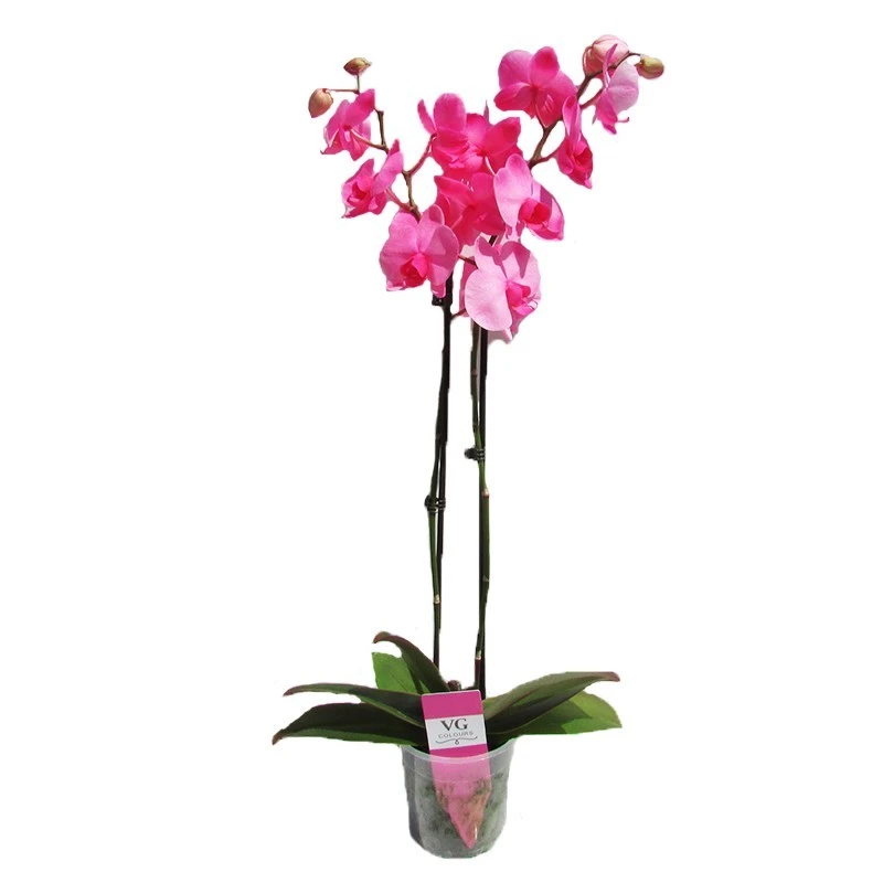 Orquidea Phalaenopsis Royal Pink 3 Orquidea Phalaenopsis Royal Pink