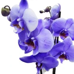 Orquídea Phalaenopsis Royal Purple -Suministros De Jardineria Ventas 2024 orquidea phalaenopsis royal purple 1