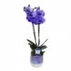 Orquídea Phalaenopsis Royal Purple -Suministros De Jardineria Ventas 2024 orquidea phalaenopsis royal purple