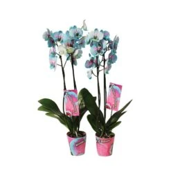 Orquídea Phalaenopsis Wond Of Nature -Suministros De Jardineria Ventas 2024 orquidea phalaenopsis wond of nature 1