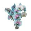 Orquídea Phalaenopsis Wond Of Nature -Suministros De Jardineria Ventas 2024 orquidea phalaenopsis wond of nature