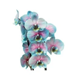 Orquídea Phalaenopsis Wond Of Nature -Suministros De Jardineria Ventas 2024 orquidea phalaenopsis wond of nature 2