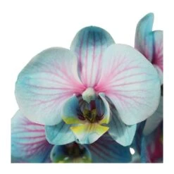 Orquídea Phalaenopsis Wond Of Nature -Suministros De Jardineria Ventas 2024 orquidea phalaenopsis wond of nature 3
