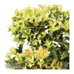 Osmanthus Heterophyllus Tricolor Goshiki 5 Osmanthus Heterophyllus Tricolor Goshiki -Suministros De Jardineria Ventas 2024 osmanthus heterophyllus tricolor goshiki 1