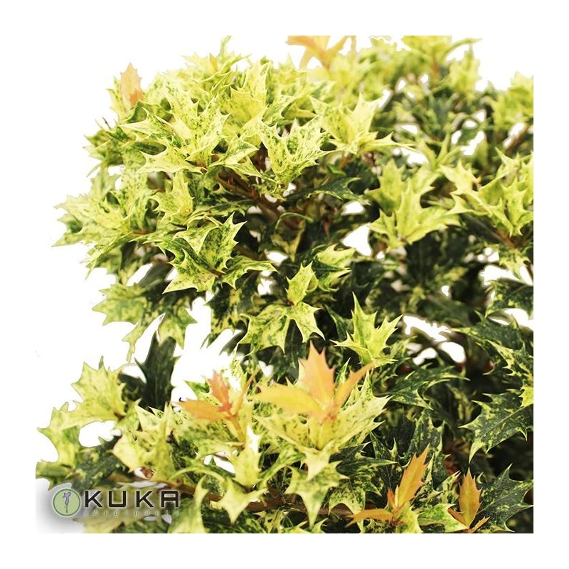 Osmanthus Heterophyllus Tricolor Goshiki 4 Osmanthus Heterophyllus Tricolor Goshiki - Imagen 2