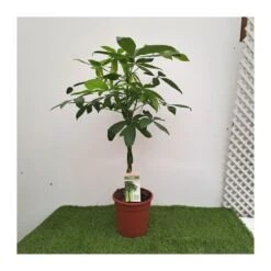 Pachira Acuatica -Suministros De Jardineria Ventas 2024 pachira aquatica 1 2