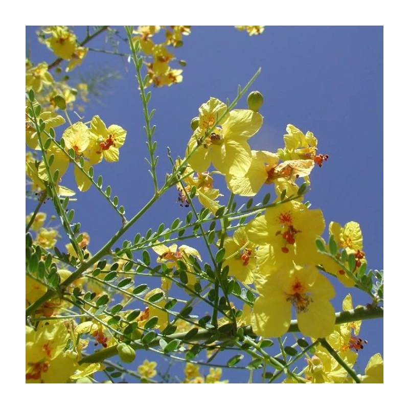 Parkinsonia Mycrophylla EJEMPLAR 4 Parkinsonia Mycrophylla EJEMPLAR - Imagen 2