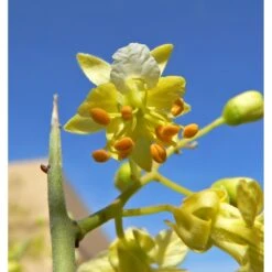 Parkinsonia Mycrophylla EJEMPLAR 7 Parkinsonia Mycrophylla EJEMPLAR -Suministros De Jardineria Ventas 2024 parkinsonia mycrophylla ejemplar 2