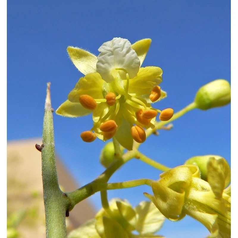 Parkinsonia Mycrophylla EJEMPLAR 5 Parkinsonia Mycrophylla EJEMPLAR - Imagen 3