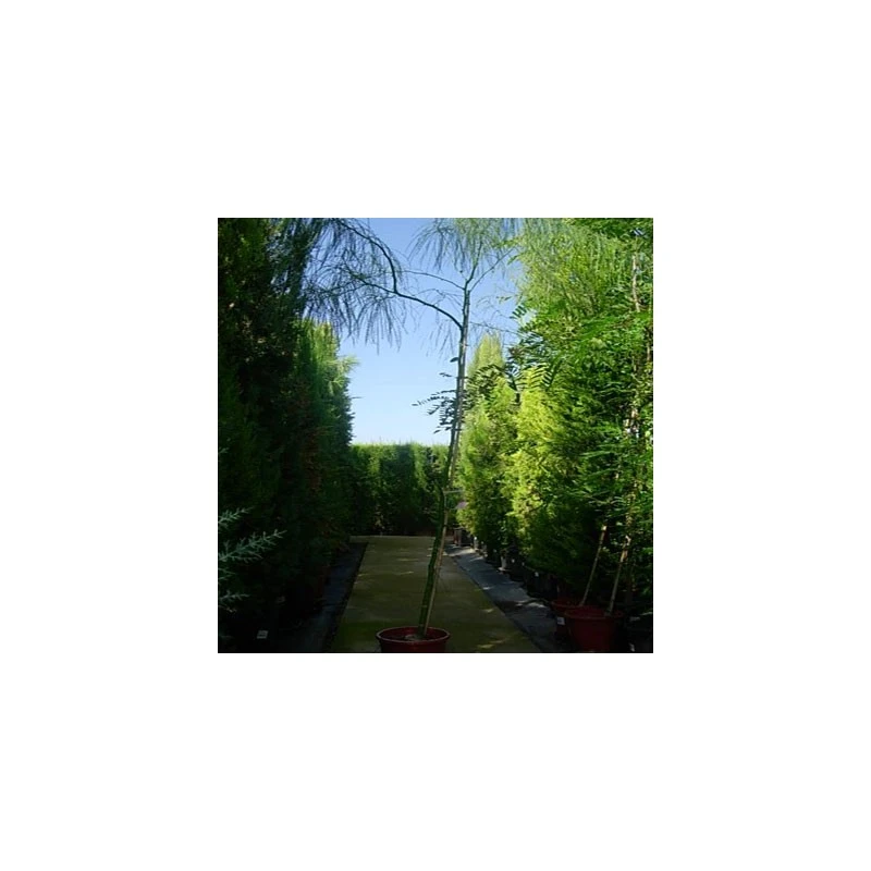 Parkinsonia Mycrophylla EJEMPLAR 3 Parkinsonia Mycrophylla EJEMPLAR