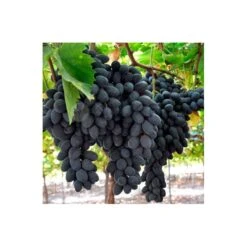 Parra Autumn Royal 8 Parra Autumn Royal -Suministros De Jardineria Ventas 2024 parra autumn royal 2